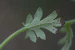 Fuzzy phacelia